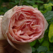 A Shropshire Lad