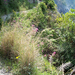 corniglia19