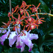 orchidea (epidendrum ibaguense)