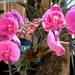 orchidea (phalaenopsis stripes)