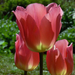 Pink tulipán 1