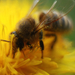 méhecske és a virágpor