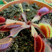 Dionaea muscipula 002