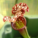 sarracenia 002