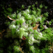 Cephalotus follicularis 002