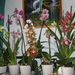 Orchideák - Virágaim - Növényeim
