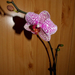 Phalaenopsis 'Brother Little Spotty'