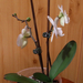 Kicsi phalaenopsis