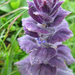 Tornyos ínfű Ajuga pyramidalis