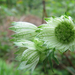 Völgycsillag Astrantia major