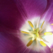 a lila közelebbről
