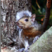 Szürke mókus Plainfeld-ből