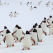 Cuverville advancing Gentoo