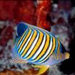 Regal Angel Fish Swimming, Full Shot thumb l