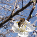 Őszibarackfa virága és a méhecske
