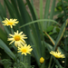 yellow flowers