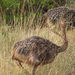 Ostrich Juvenile