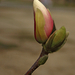 Tulipánfa-bimbó