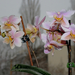 Orchidea4