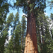 Sequoia Sherman tábornok