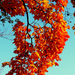 őszi színek kavalkádja