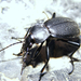 Bőrfutrinka (Carabus coriaceus)