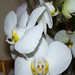 orchidea, Lettike virágja nőnapon