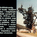 Salgótarján, régen Rákosi-fának hívták, emlékhely