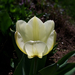 tulipán, egy vajszínű