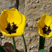 tulipán, sárgulnak már