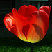 tulipán, az áttetsző