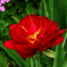 tulipán, belső világítással