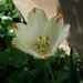 tulipán, majdnem fehér
