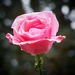 rózsa, rózsaszín az esőben vendéggel