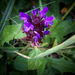 különleges növények, kicsi lila vadvirág