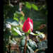 rózsa, egy őszi piros bimbó