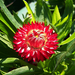 szalmavirág, piros-fehérben