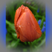 tulipán, az esőben dideregve