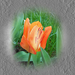 tulipán, csíkozott narancs