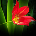 tulipán, élet-erő-egészség
