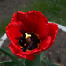 tulipán, kisrojtos piros