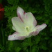tulipán, lilacirmos fehér