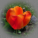 tulipán, mandarinszínű