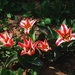 tulipán, piros csíkosak