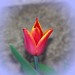 tulipán, pirosas-lilás-sárgás-rózsaszín