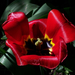 tulipán, piros-fényes-redőzött