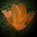 tulipán, pókos sárga