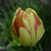 tulipán, sárga, piros cirmokkal