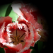 tulipán, sejtelmes belső pirosban