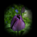 tulipán, sötétlila